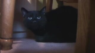 Filthy cock sucking teen slut goes down on dick